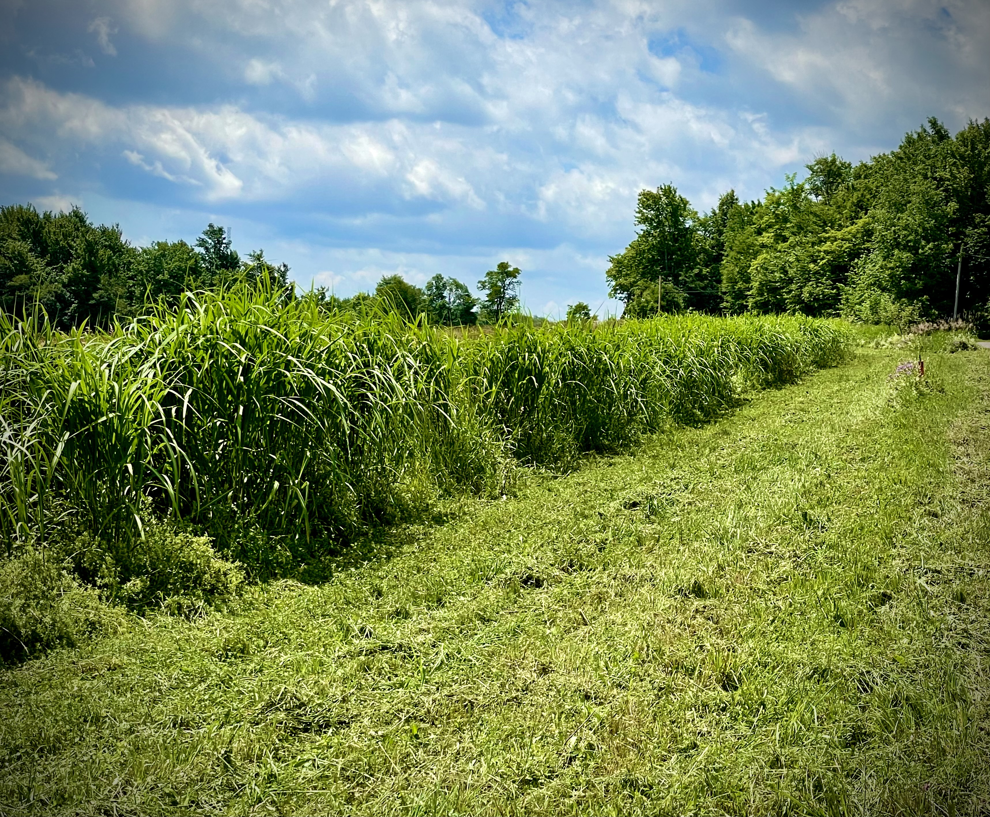 Food Plots